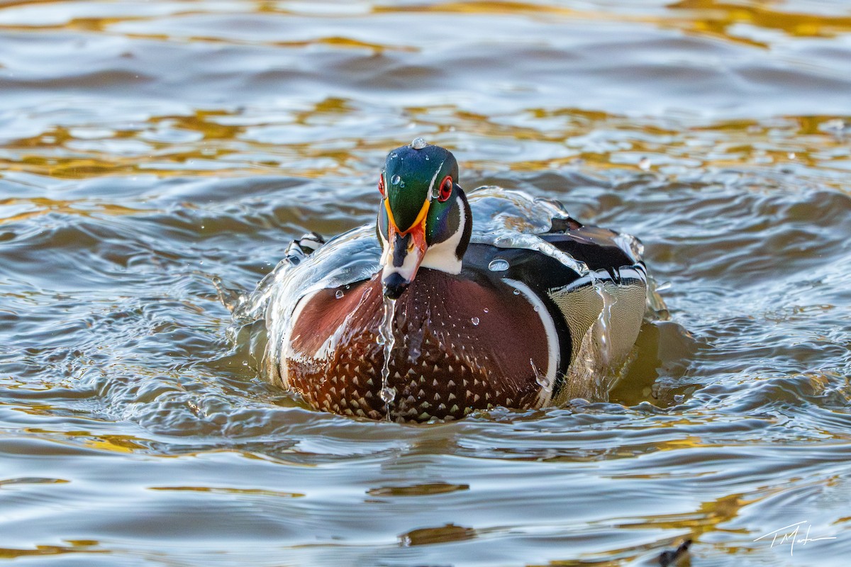 Canard branchu - ML646947939