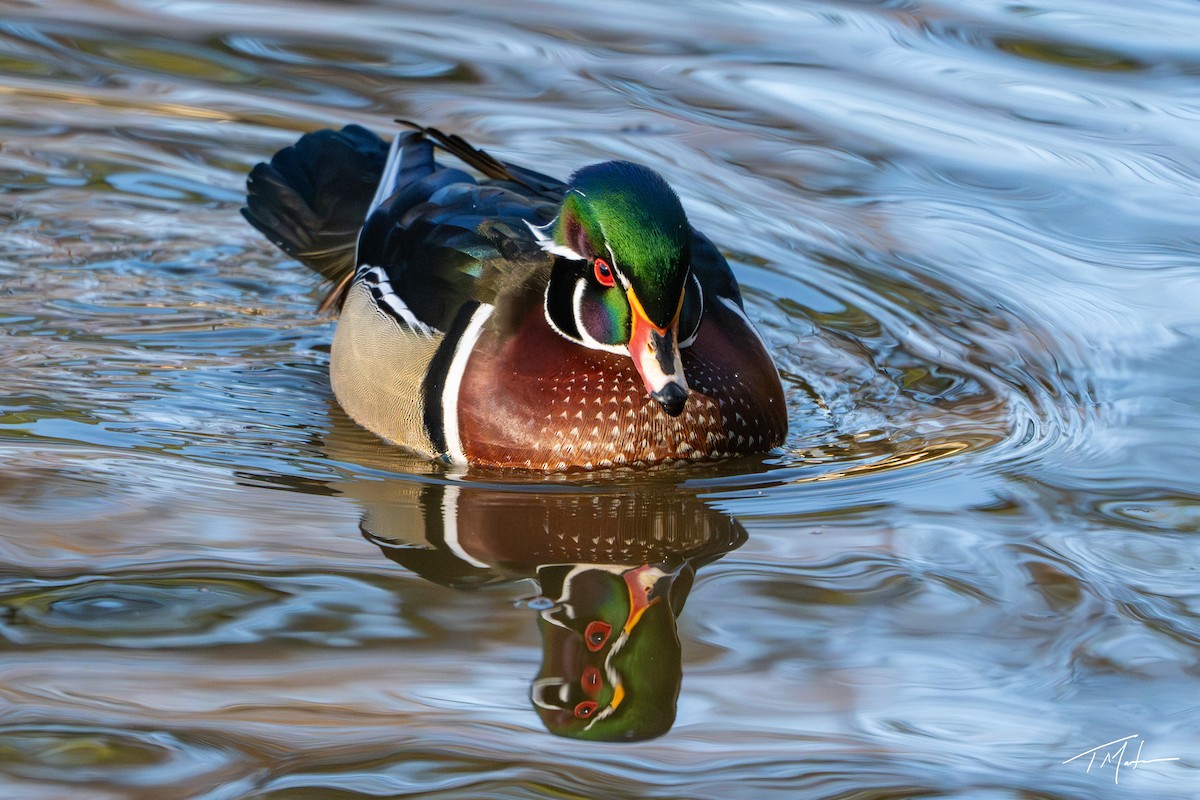 Canard branchu - ML646947940