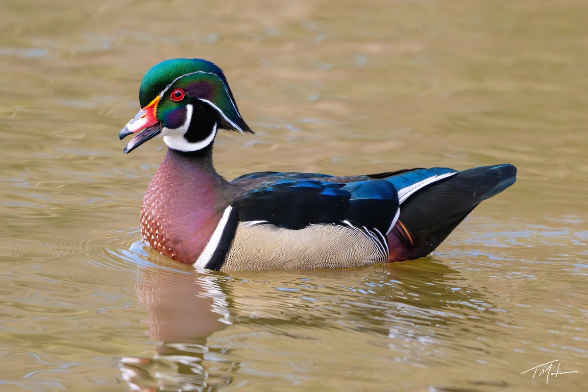 Canard branchu - ML646947941