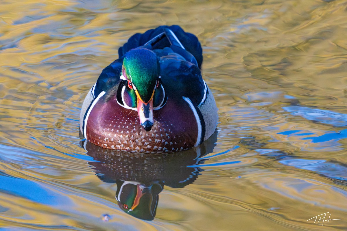 Canard branchu - ML646947942