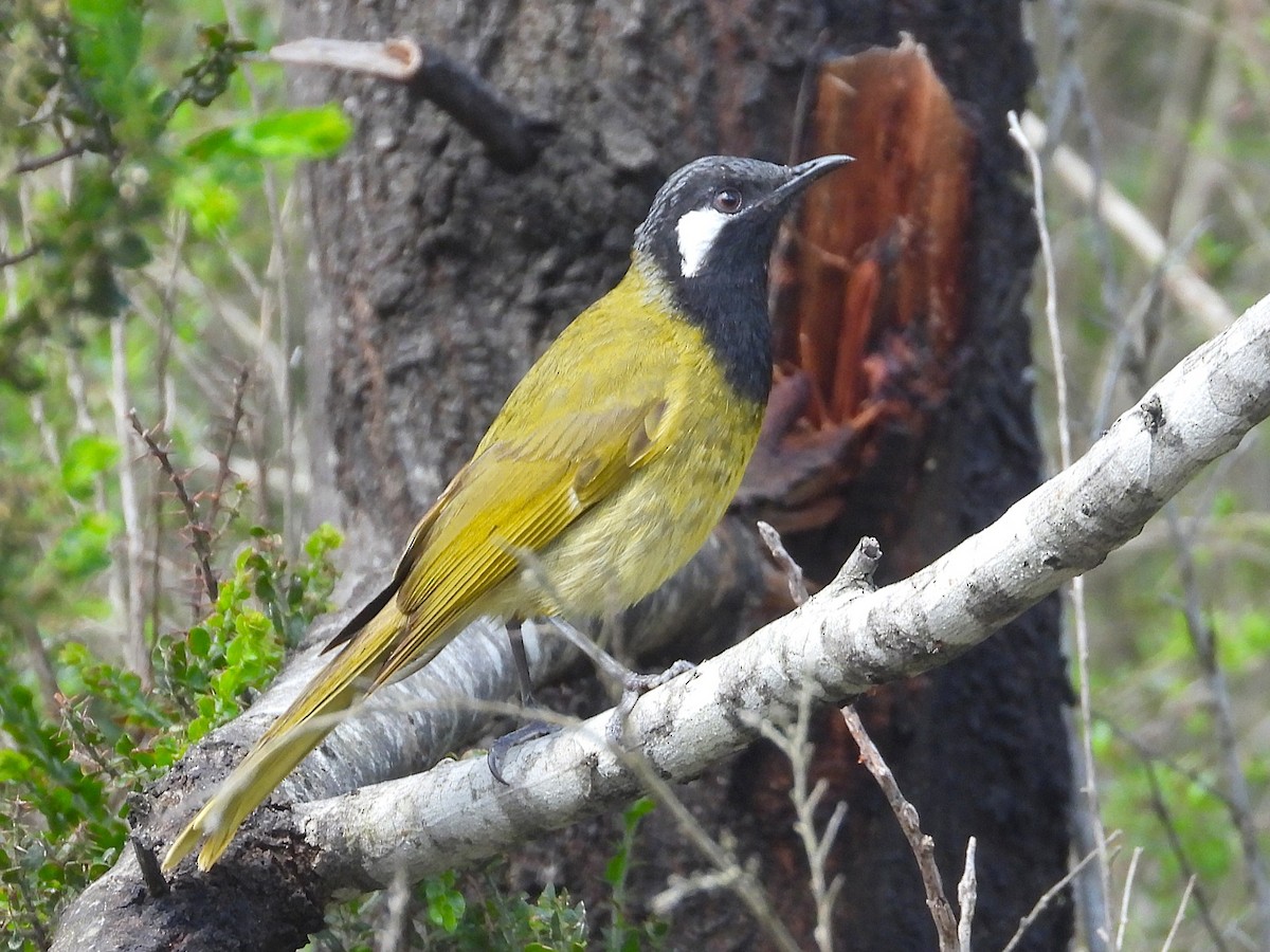 White-eared Honeyeater - ML646947943