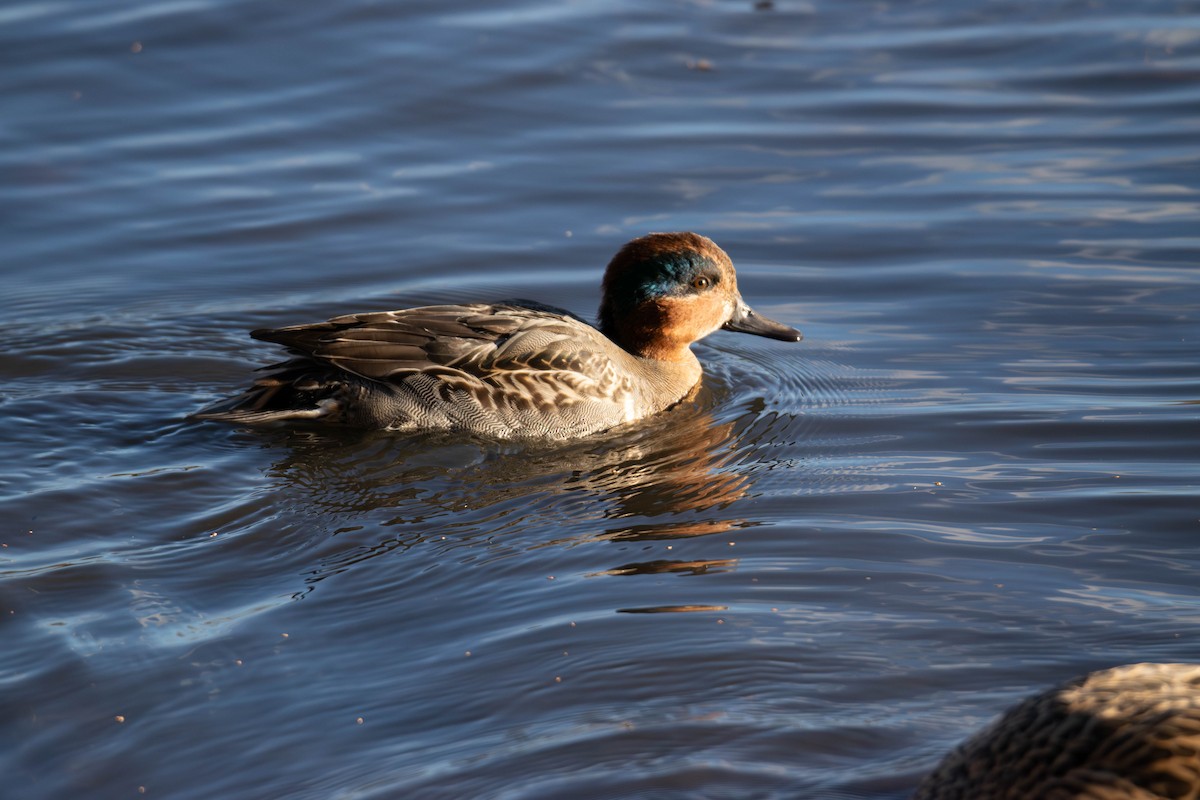 krikkand - ML646947944