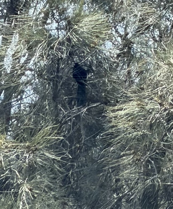 grånebbkoel (cyanocephalus/subcyanocephalus) - ML646947945