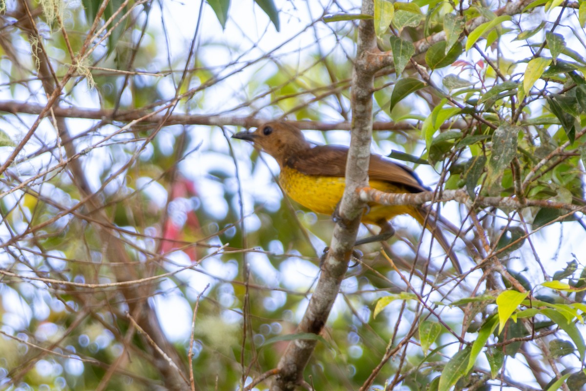 Masked Bowerbird - ML646947946