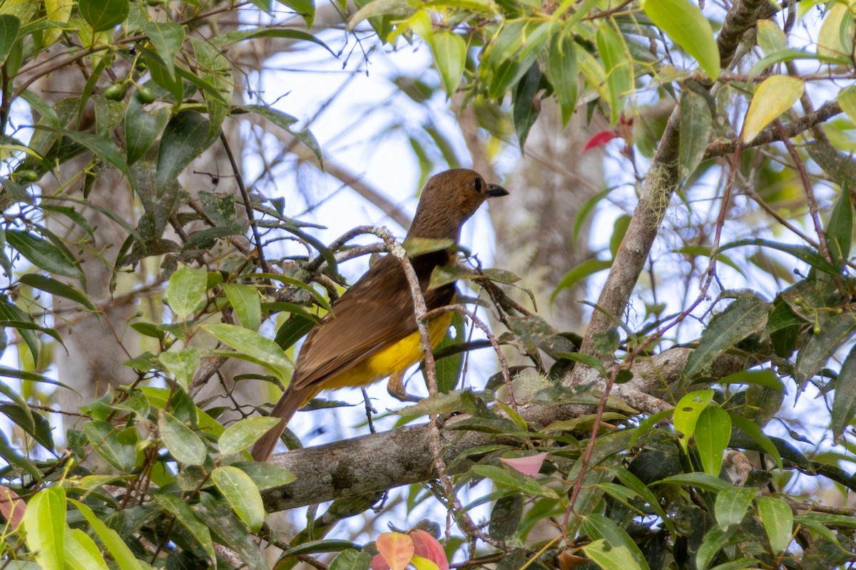 Masked Bowerbird - ML646947947