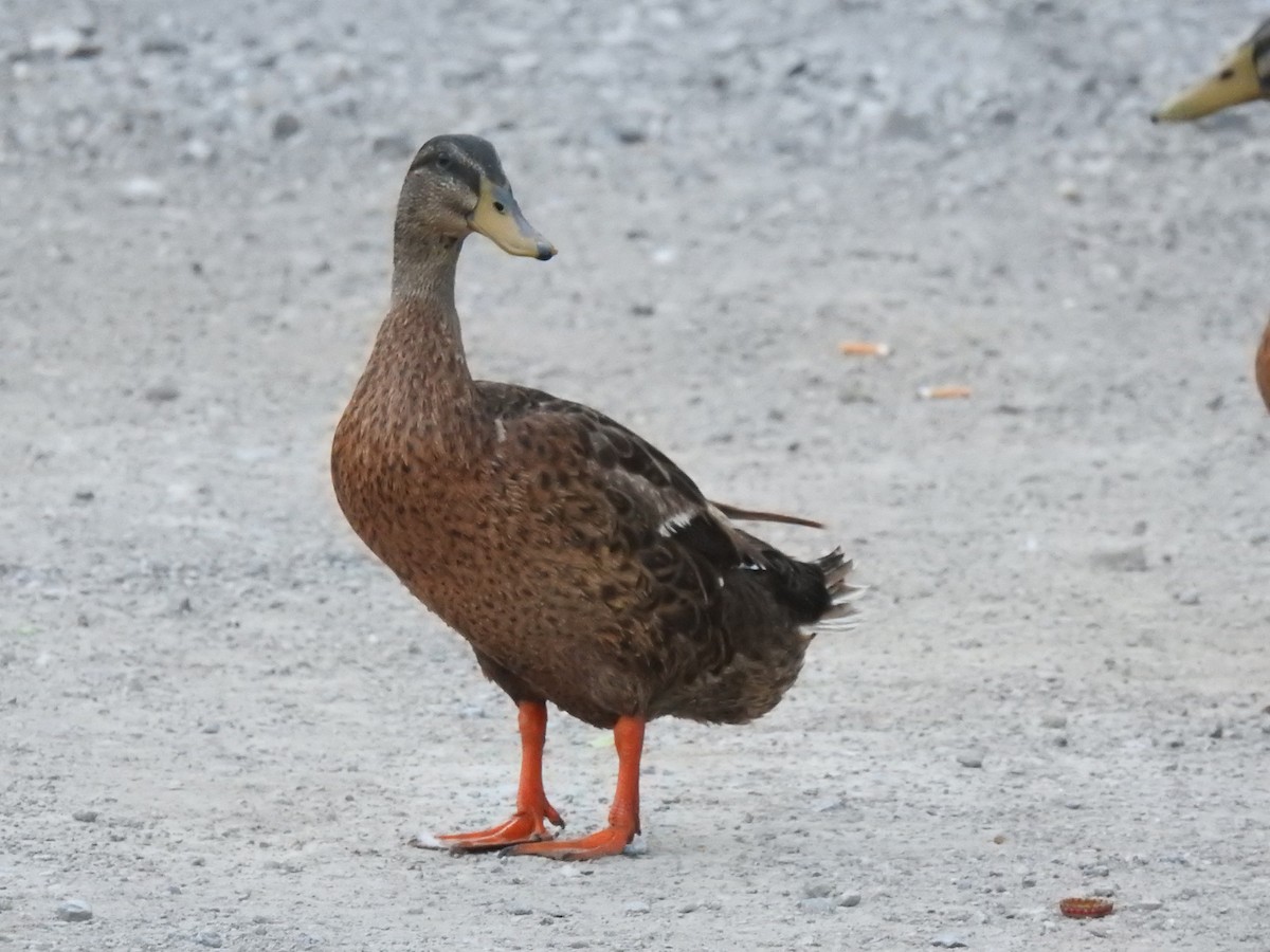 Mexican Duck - ML646947949