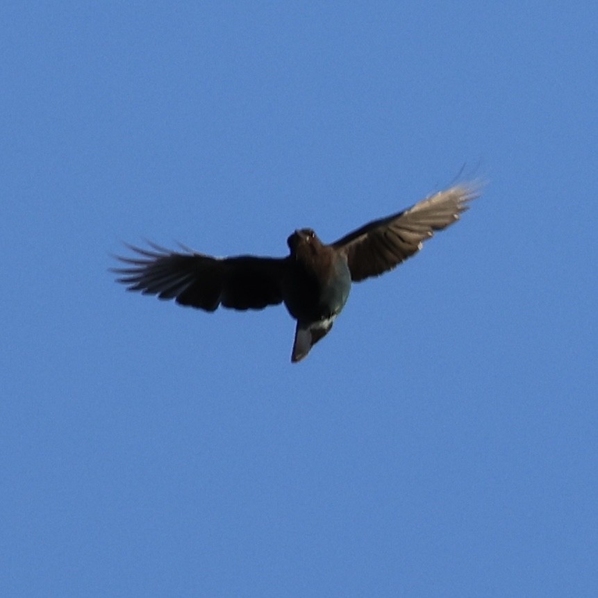 Steller's Jay - ML646947950