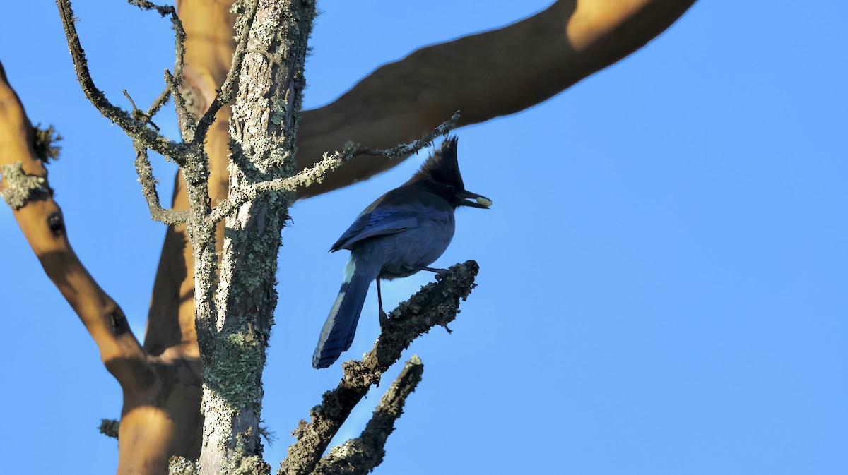 Steller's Jay - ML646947951