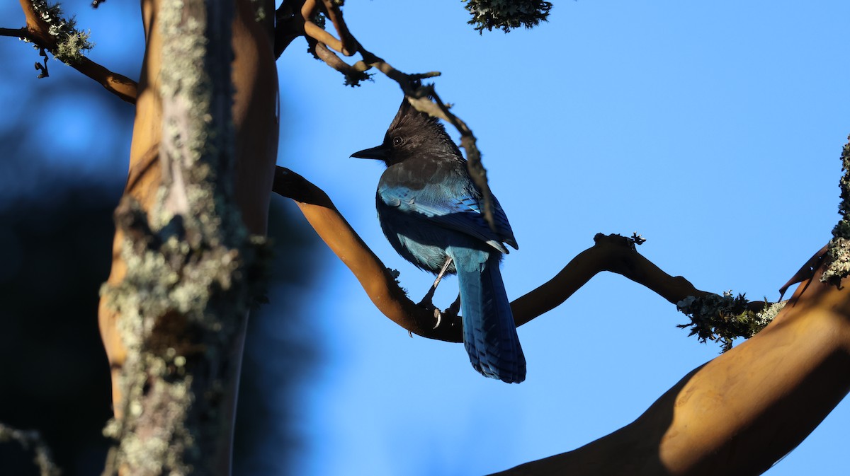 Steller's Jay - ML646947952