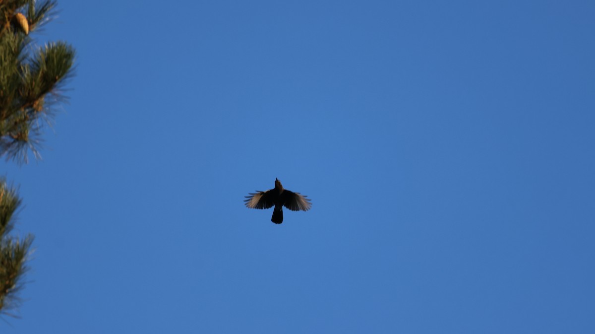 Steller's Jay - ML646947953