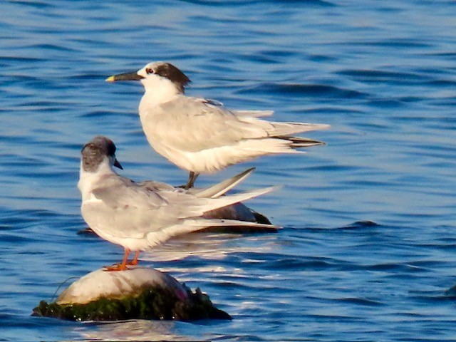 splitterne - ML646947954