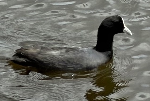 sothøne - ML646947955