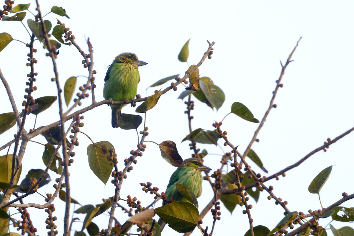 Green-eared Barbet - ML646947956