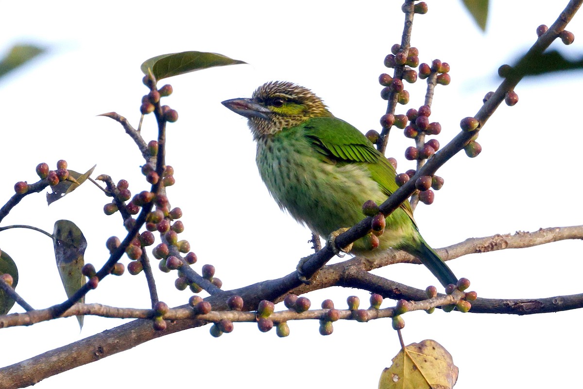 Green-eared Barbet - ML646947957