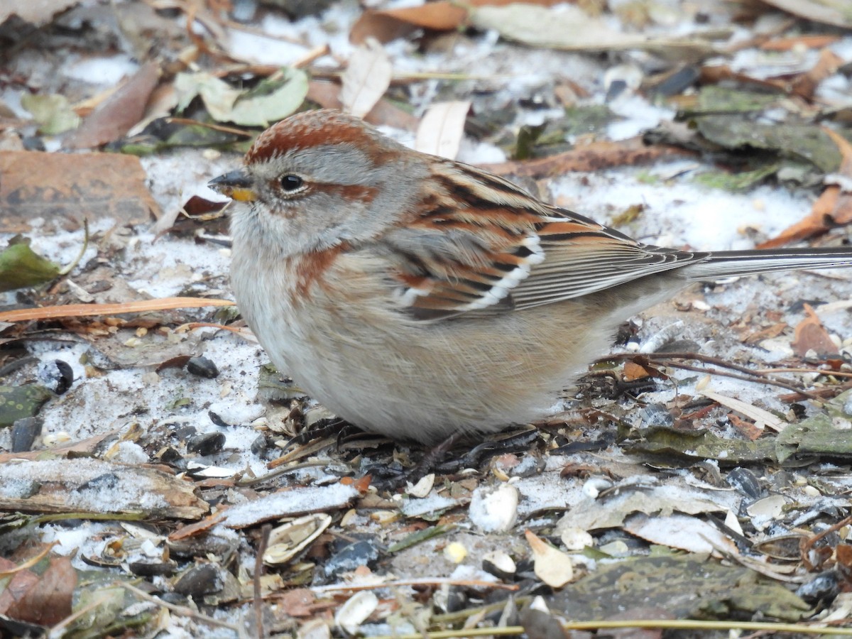 bjørkespurv - ML646947958