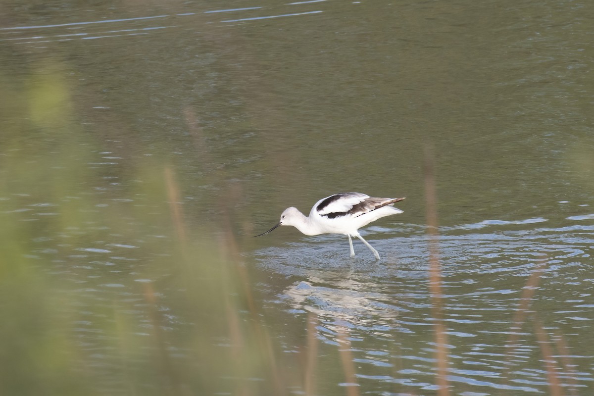 American Avocet - ML646947959