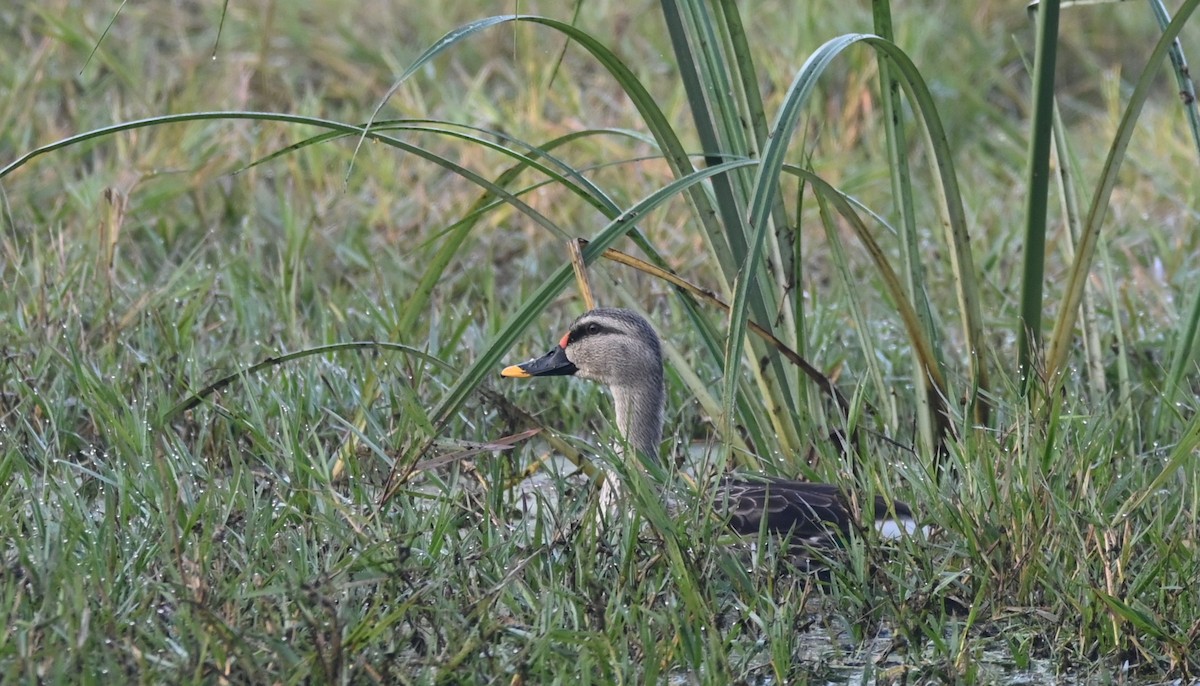 Indian Spot-billed Duck - ML646947960
