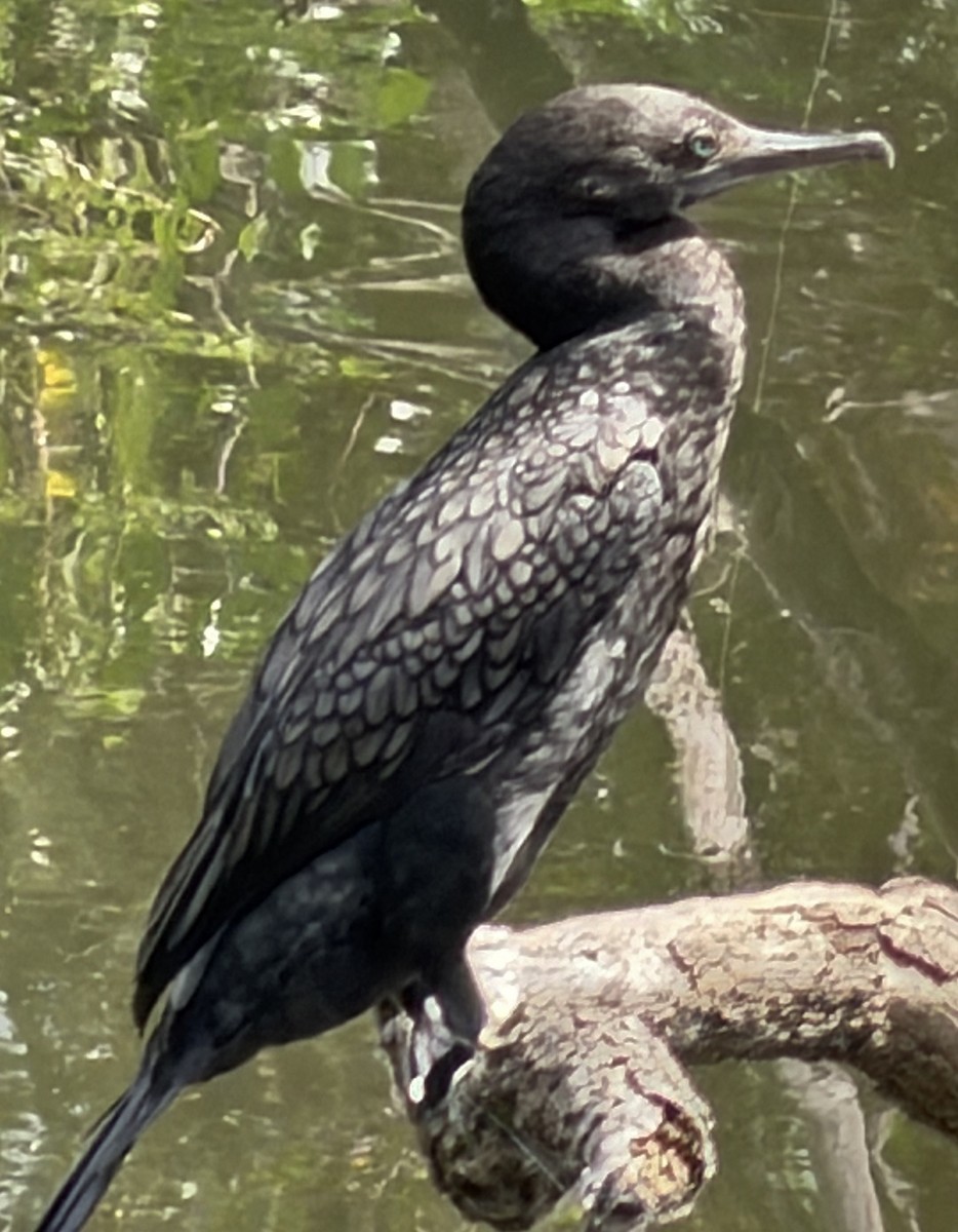 lagfiskeskarv - ML646947961