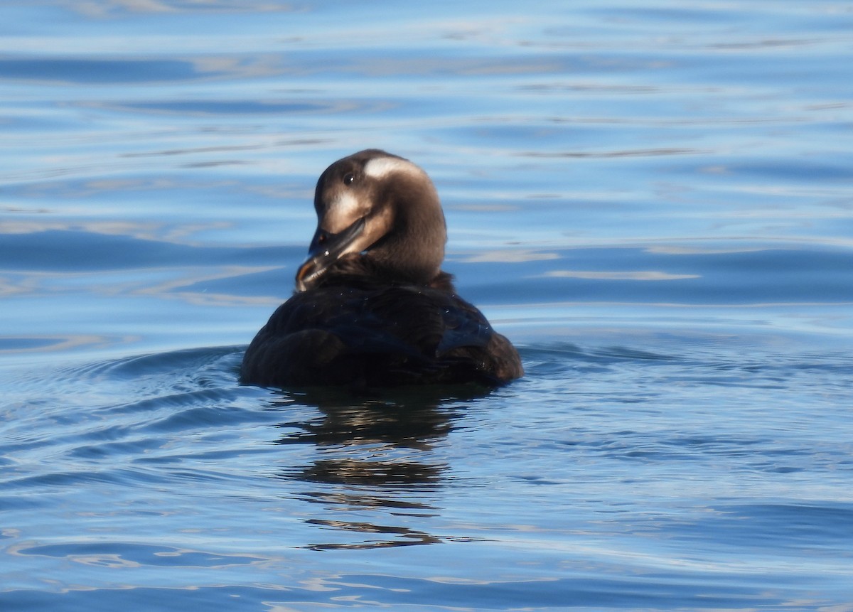 amerikasjøorre - ML646947963