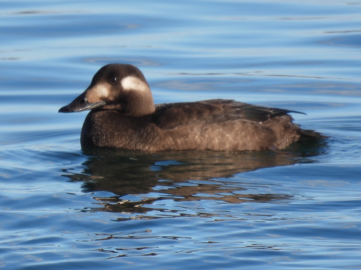 amerikasjøorre - ML646947964