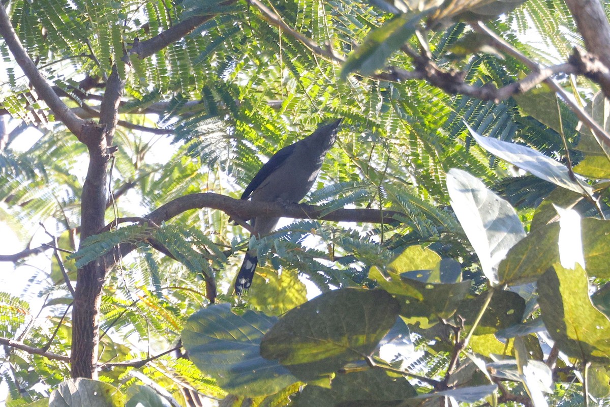 Black-winged Cuckooshrike - ML646947965