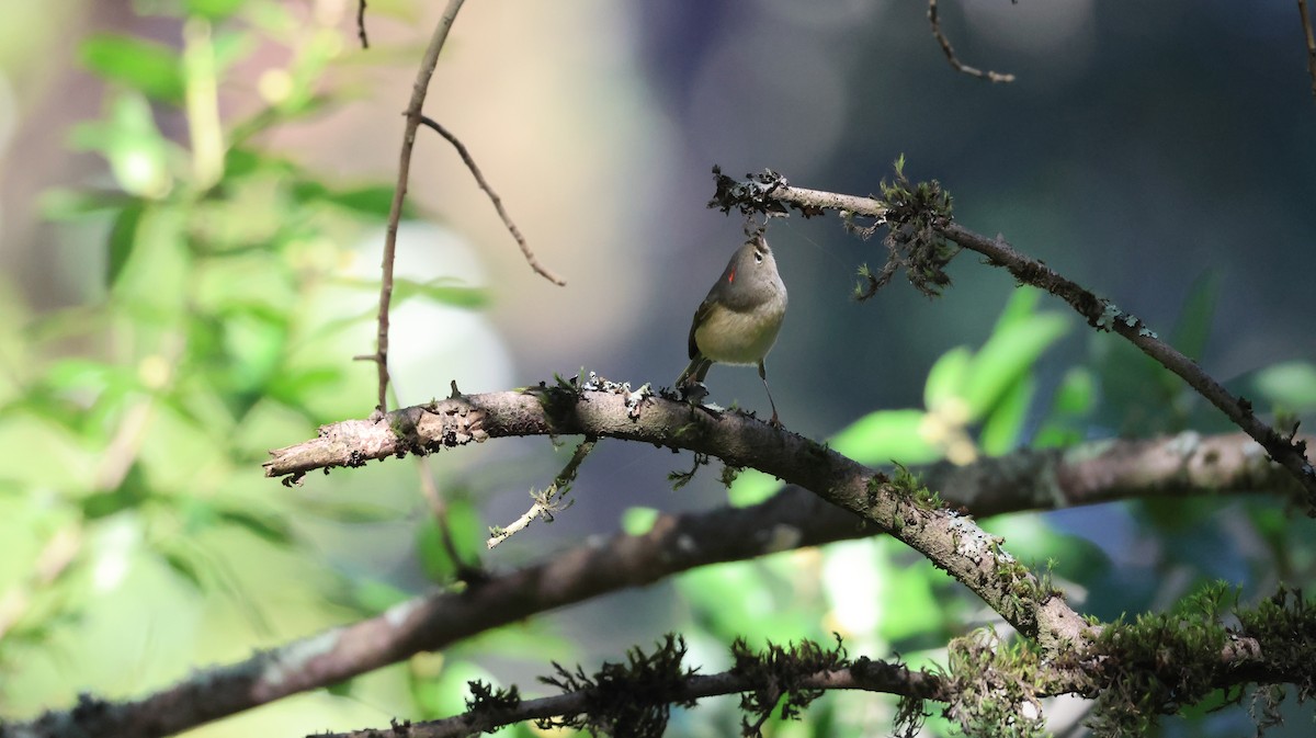Ruby-crowned Kinglet - ML646947966