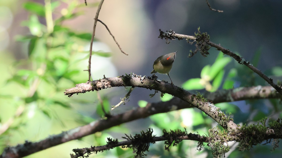 Ruby-crowned Kinglet - ML646947967