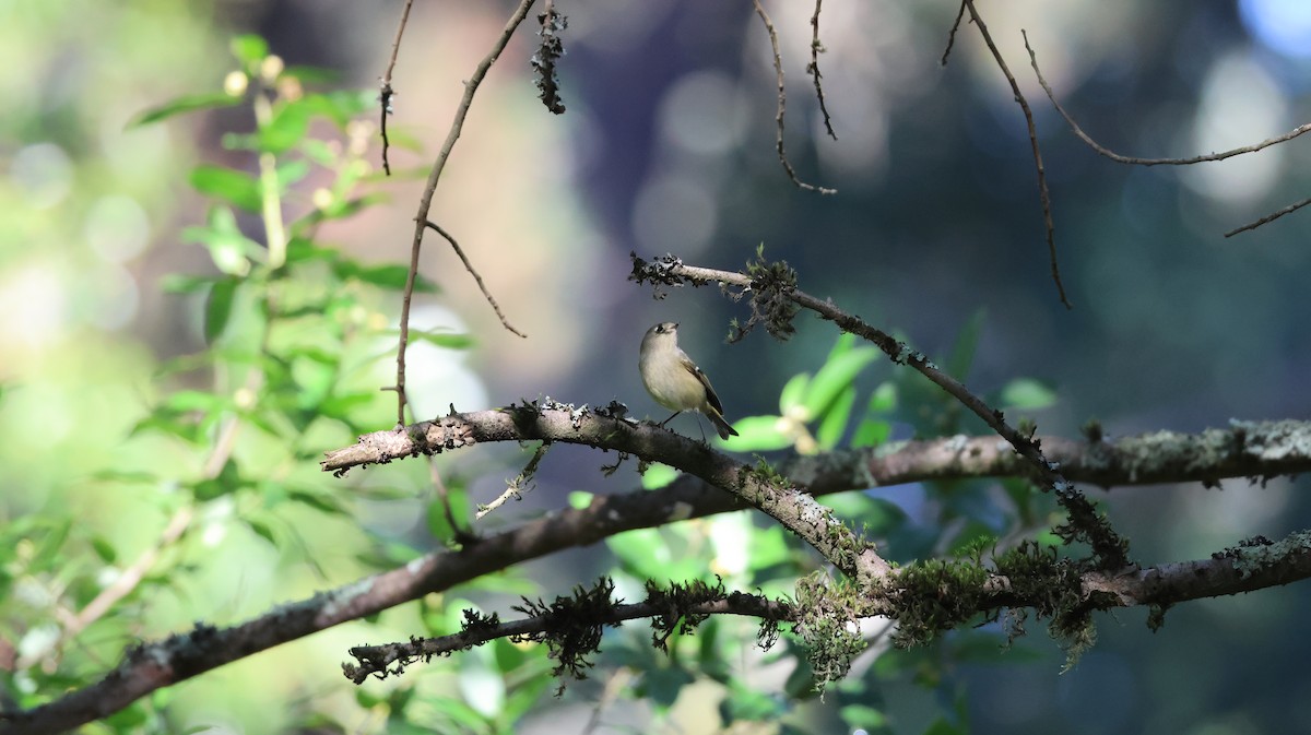 Ruby-crowned Kinglet - ML646947968