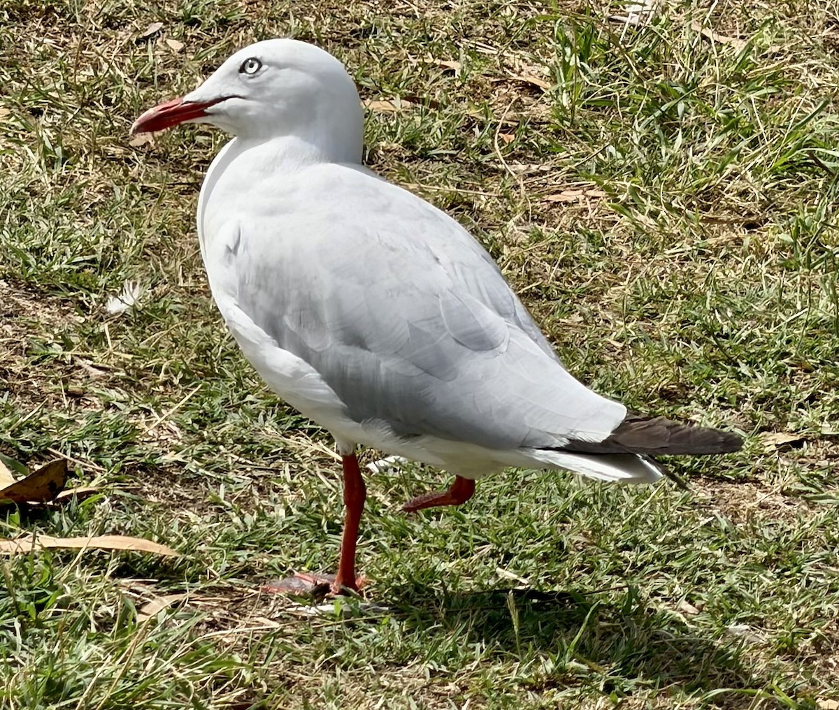 australmåke (novaehollandiae/forsteri) - ML646947969