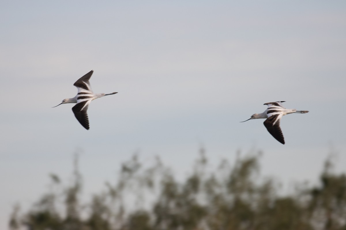 American Avocet - ML646947970