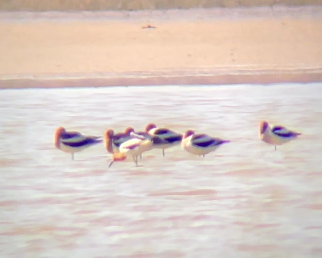 American Avocet - ML646947971