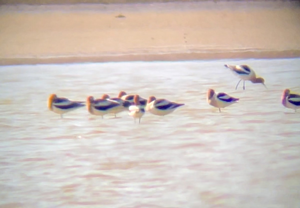 American Avocet - ML646947972