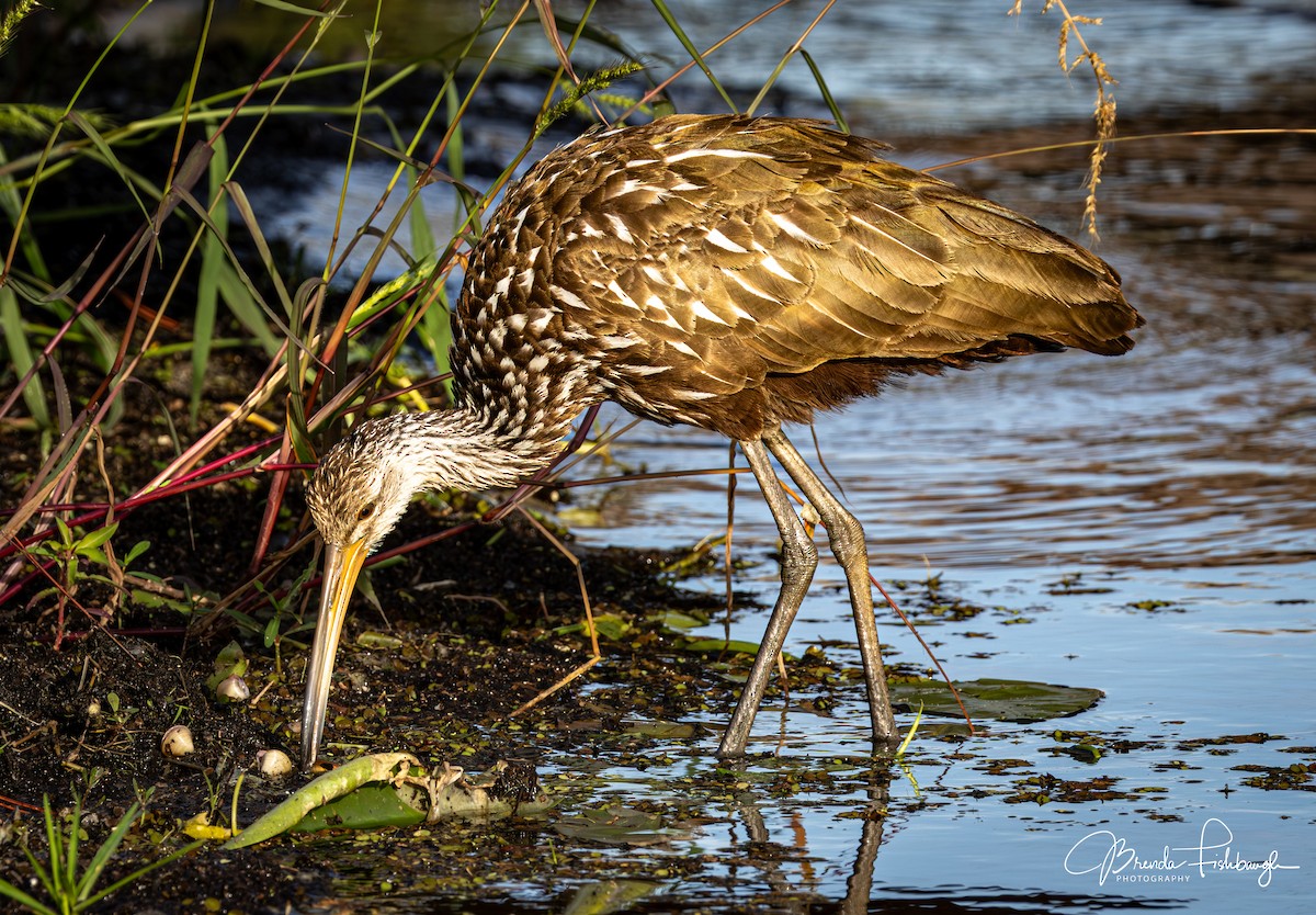 Арама - ML646947976