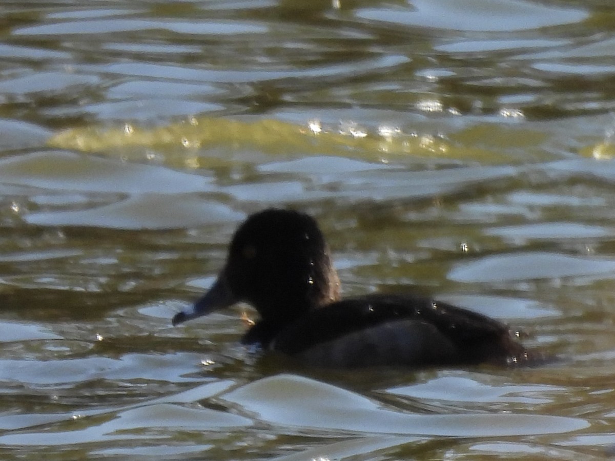 Ring-necked Duck - ML646947977