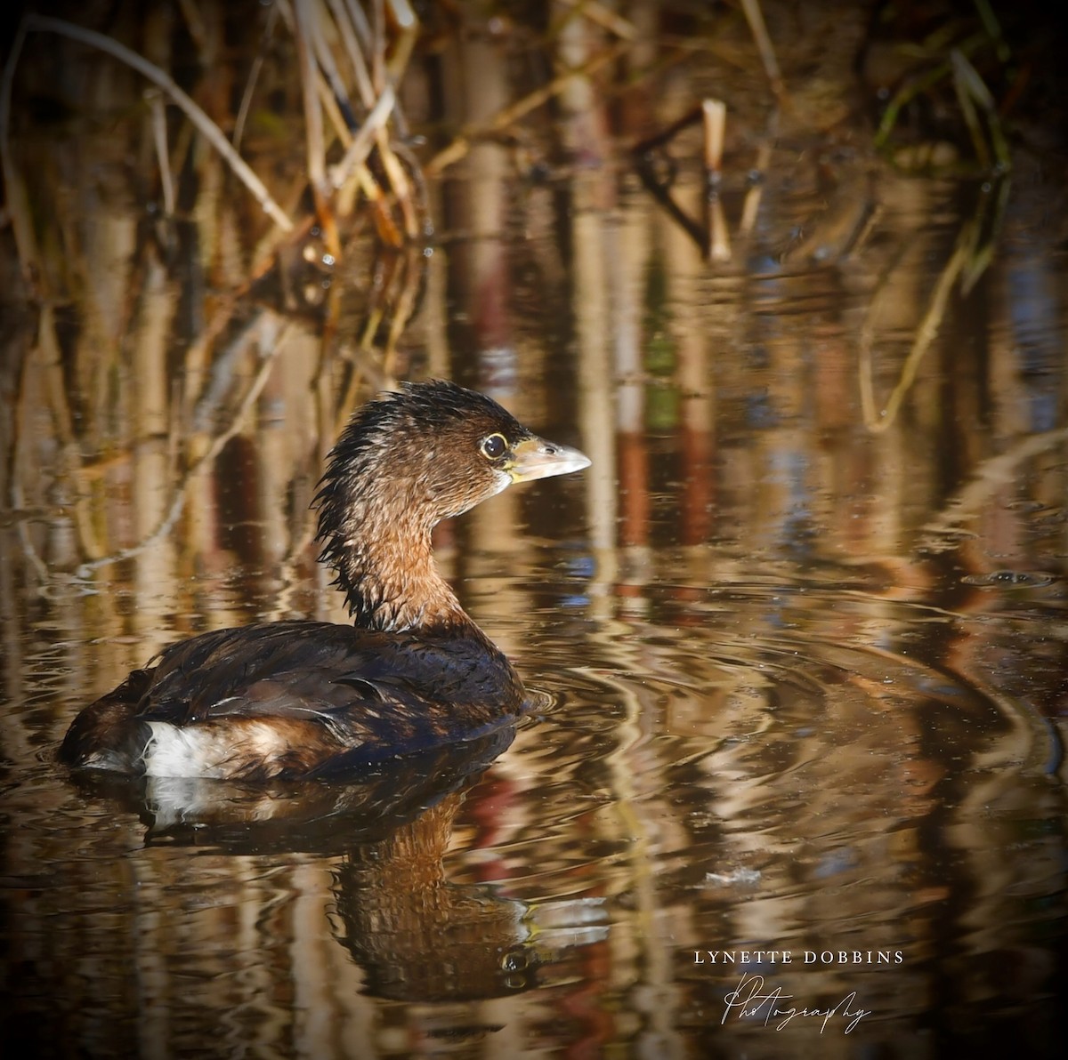 Pied-billed Grebe - ML646947984