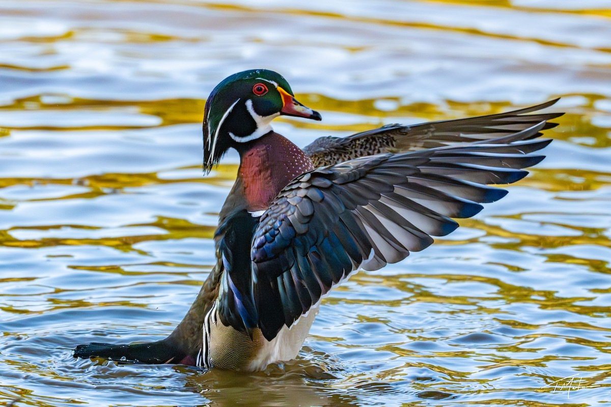 Canard branchu - ML646947985