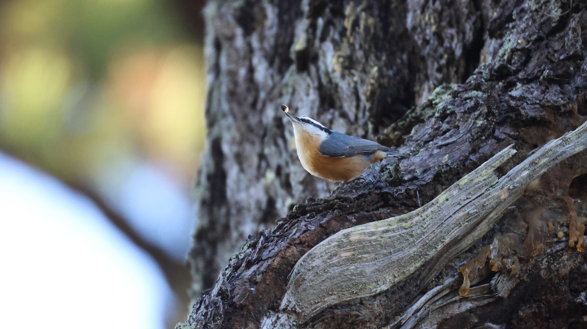 Red-breasted Nuthatch - ML646947988