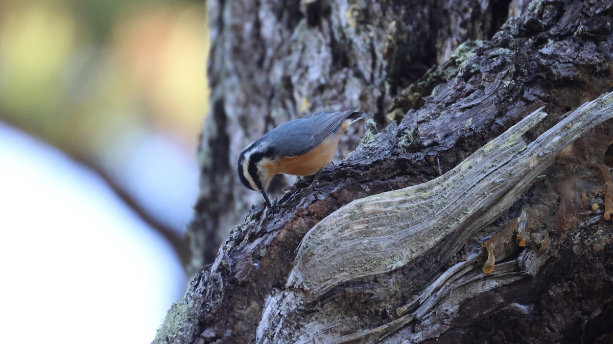 Red-breasted Nuthatch - ML646947989