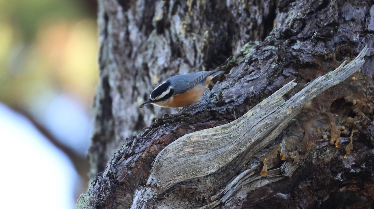 Red-breasted Nuthatch - ML646947990