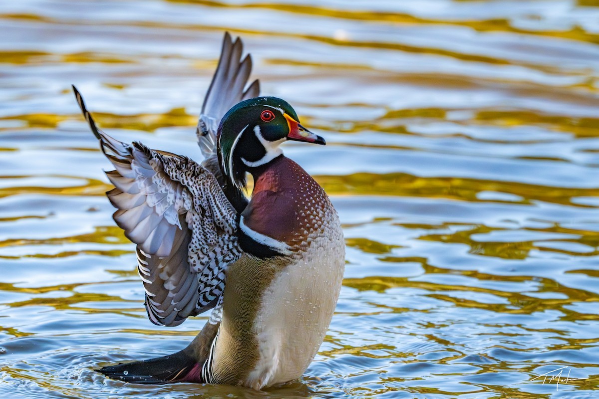 Canard branchu - ML646947992