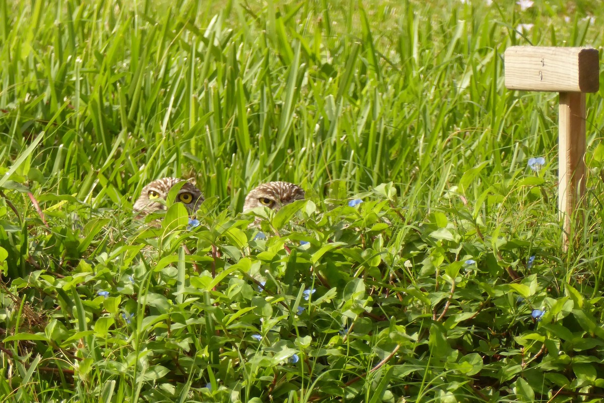 Burrowing Owl - ML646947993