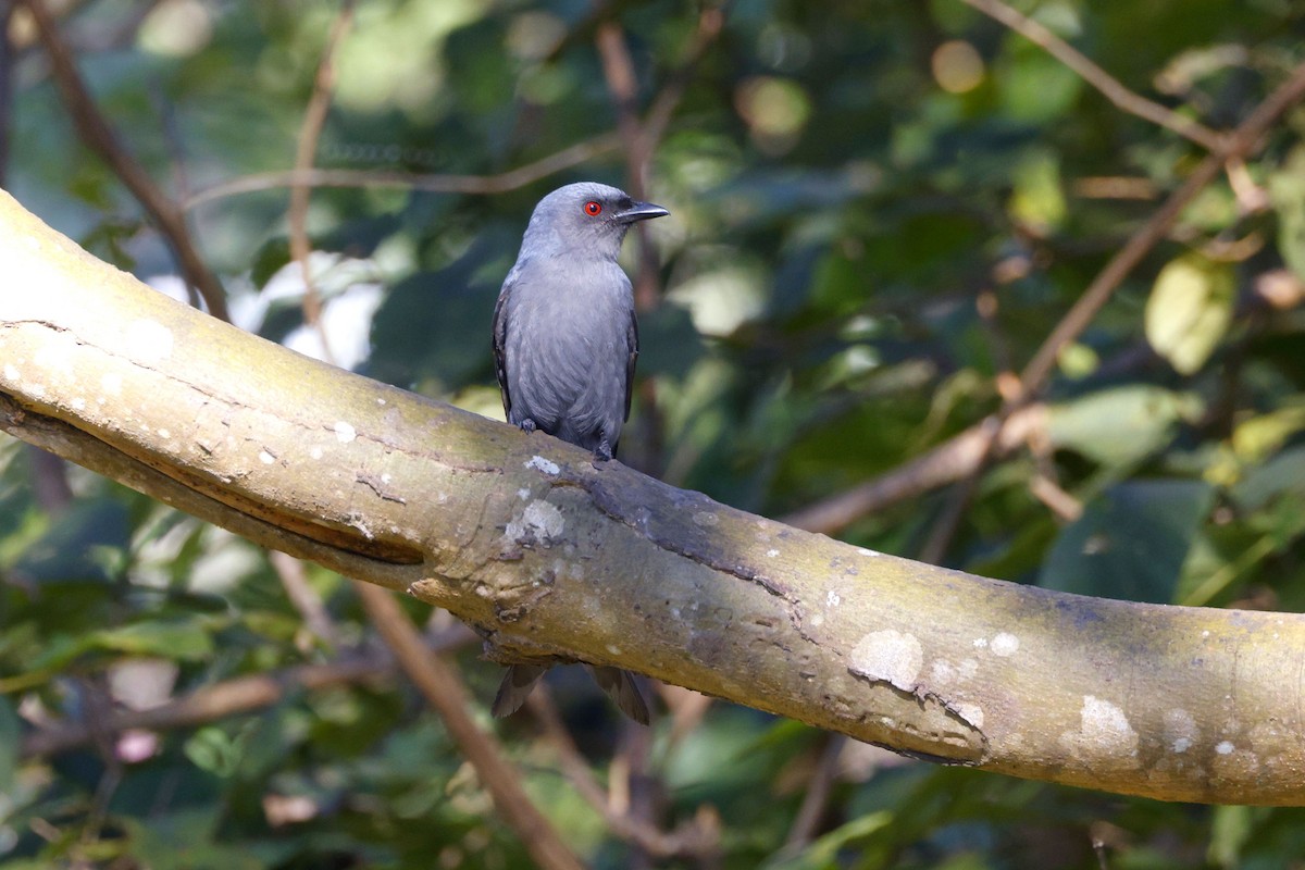 Drongo cendré - ML646947994