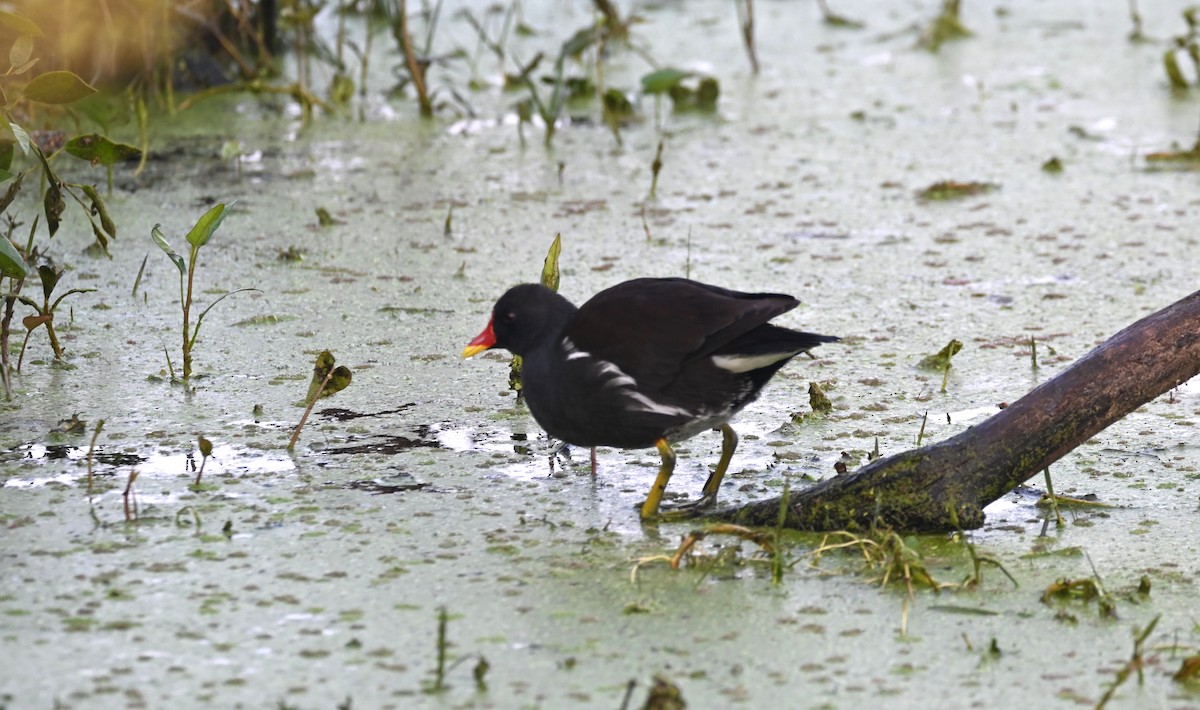 Eurasian Moorhen - ML646947995