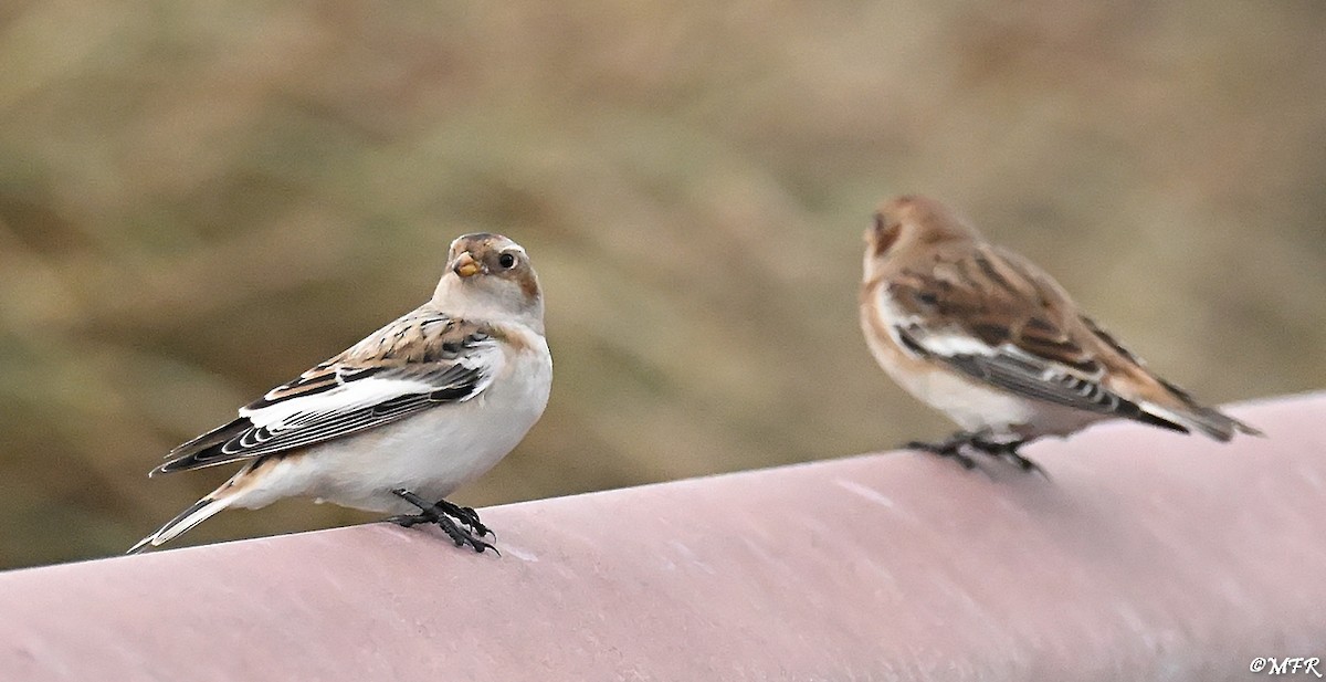Snow Bunting - ML646947996