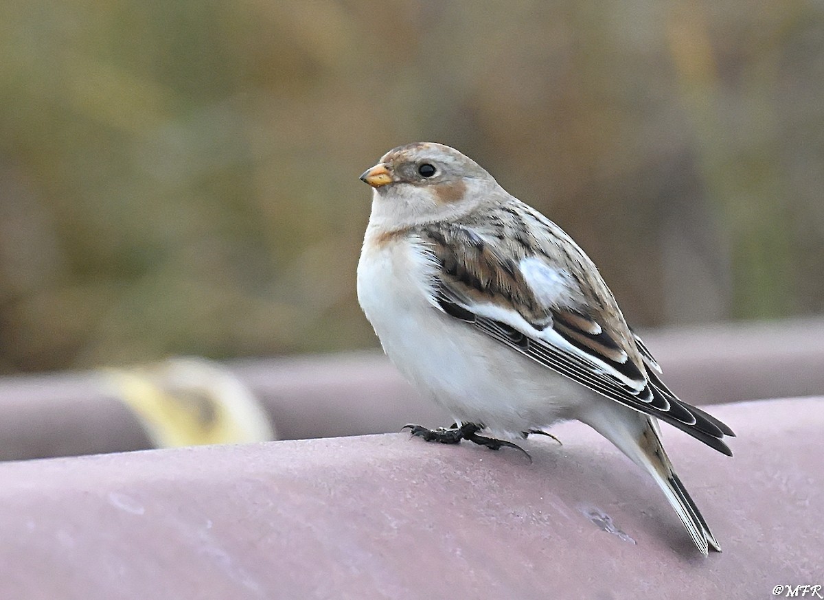 Snow Bunting - ML646947997