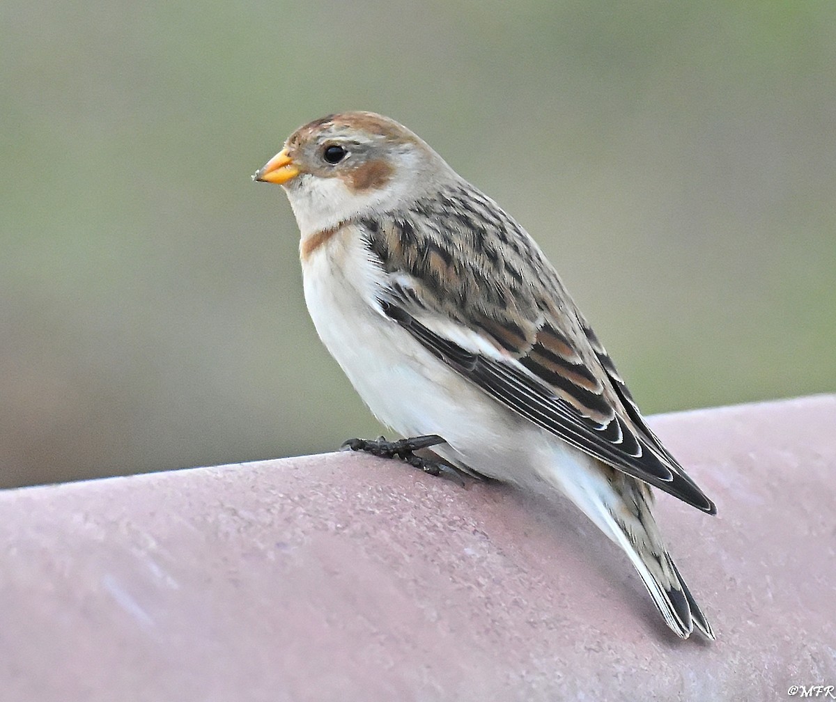 Snow Bunting - ML646947998
