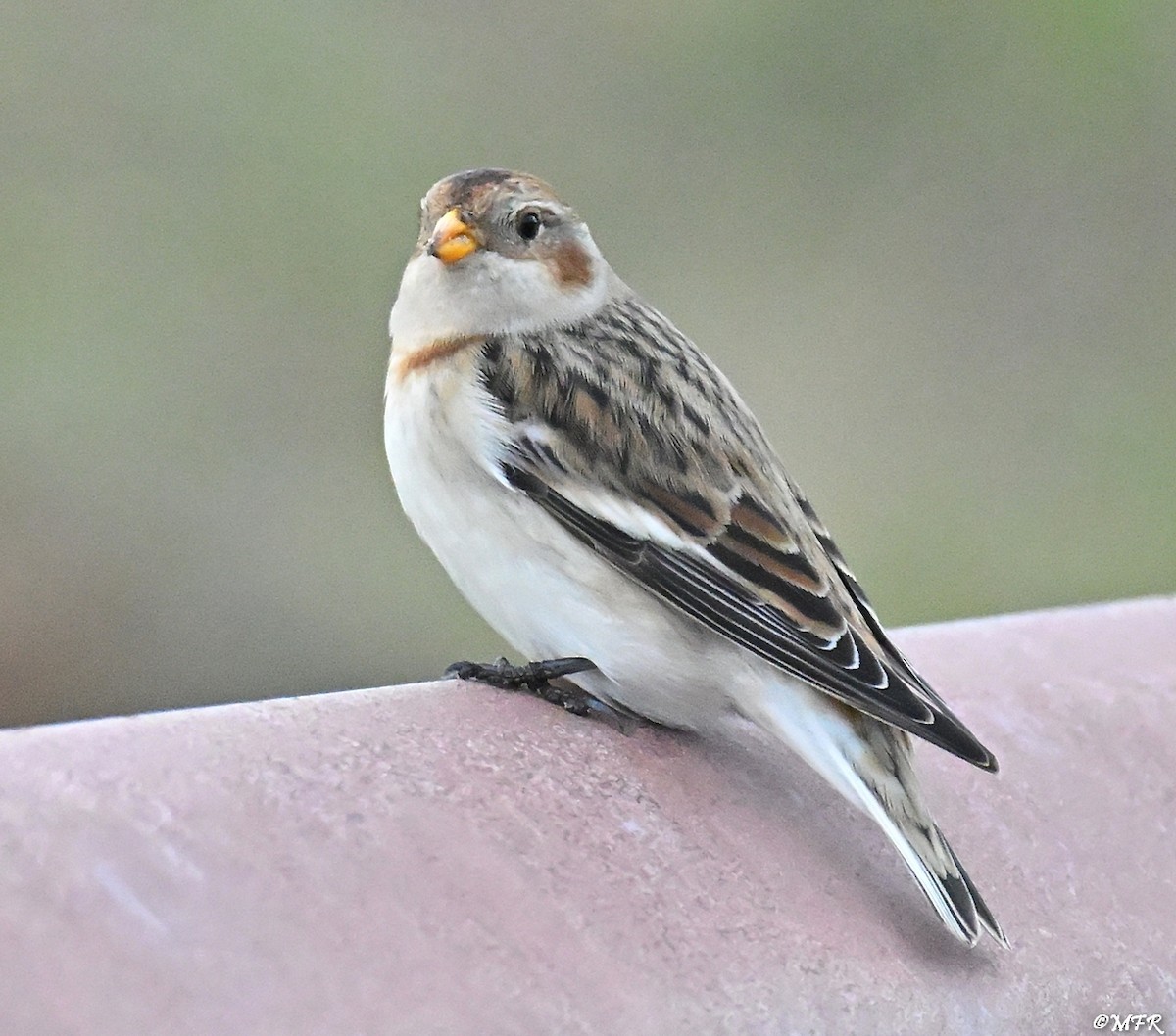 Snow Bunting - ML646947999