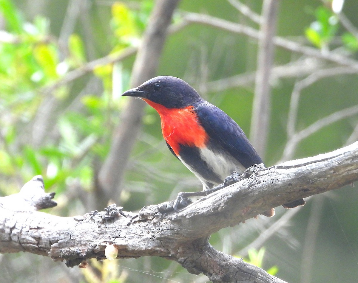 Mistletoebird - ML646948000