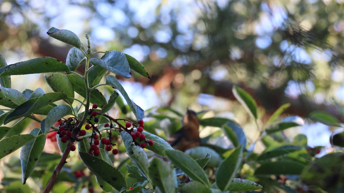 Varied Thrush - ML646948001