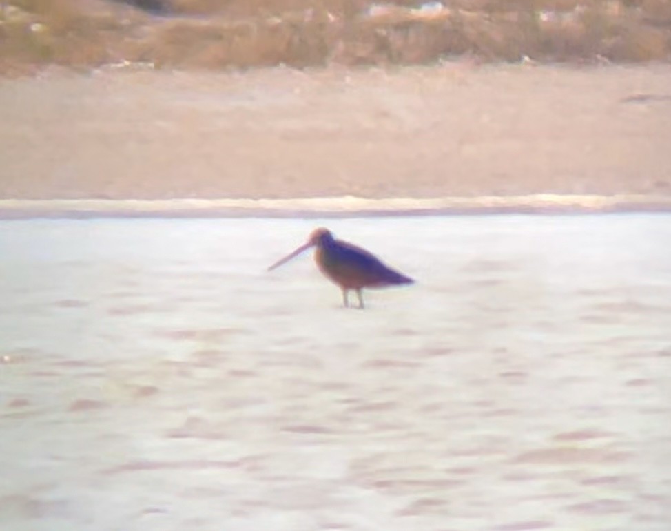 Marbled Godwit - ML646948002